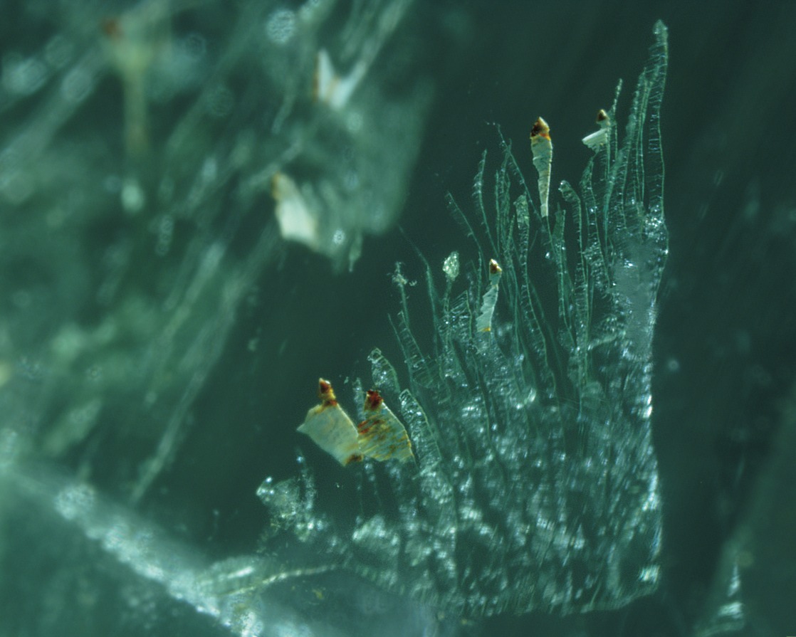 GIAAquamarineInclusions 1