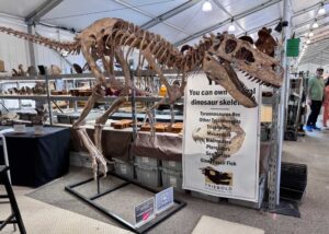 T-rex fossil on display